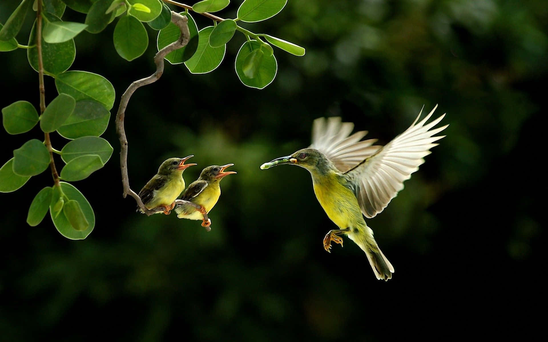 Imagenoscura De Un Árbol Madre Pájaro