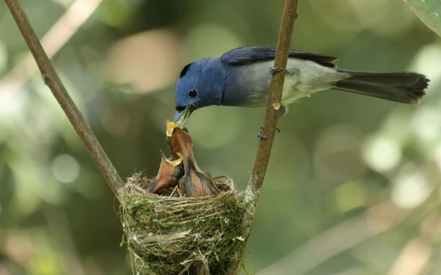 Black Naped Monarch Mother Bird Picture