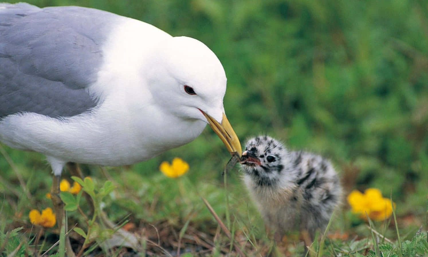 Imagende Una Madre Gaviota Argéntea Europea