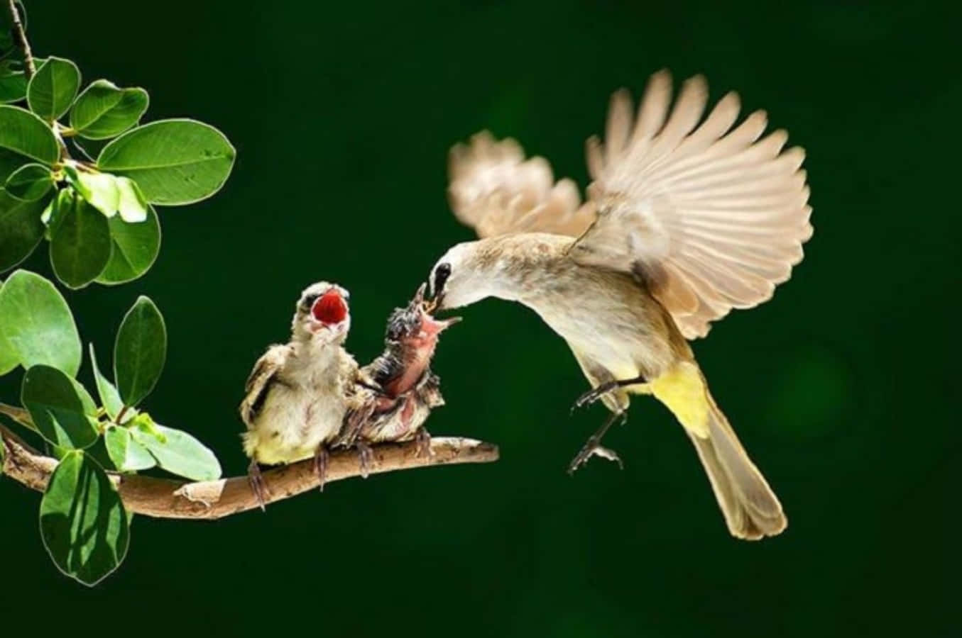 Yellow Mother Bird Picture