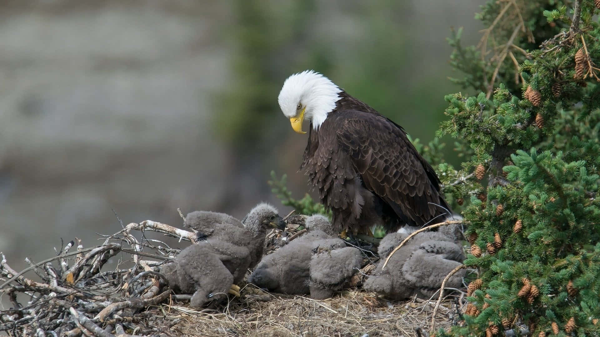 Bald Eagle Mother Bird Picture