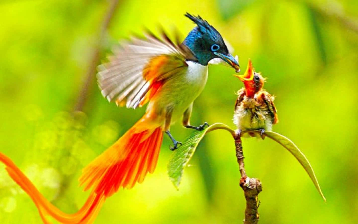 Paradise Flycatcher Mother Bird Picture