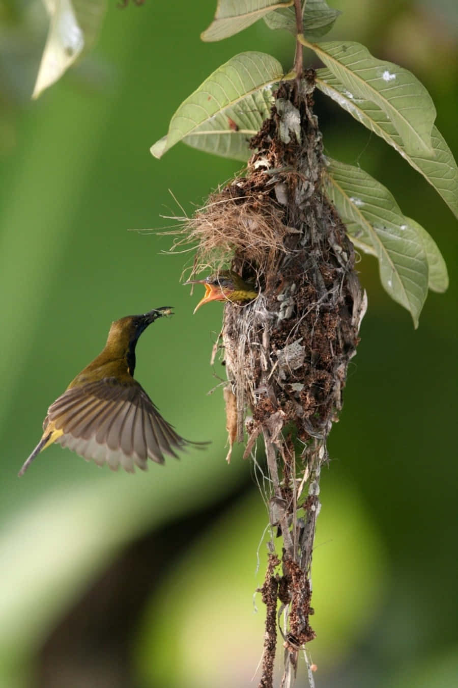 Immaginedi Una Madre Di Olive Backed Sunbird