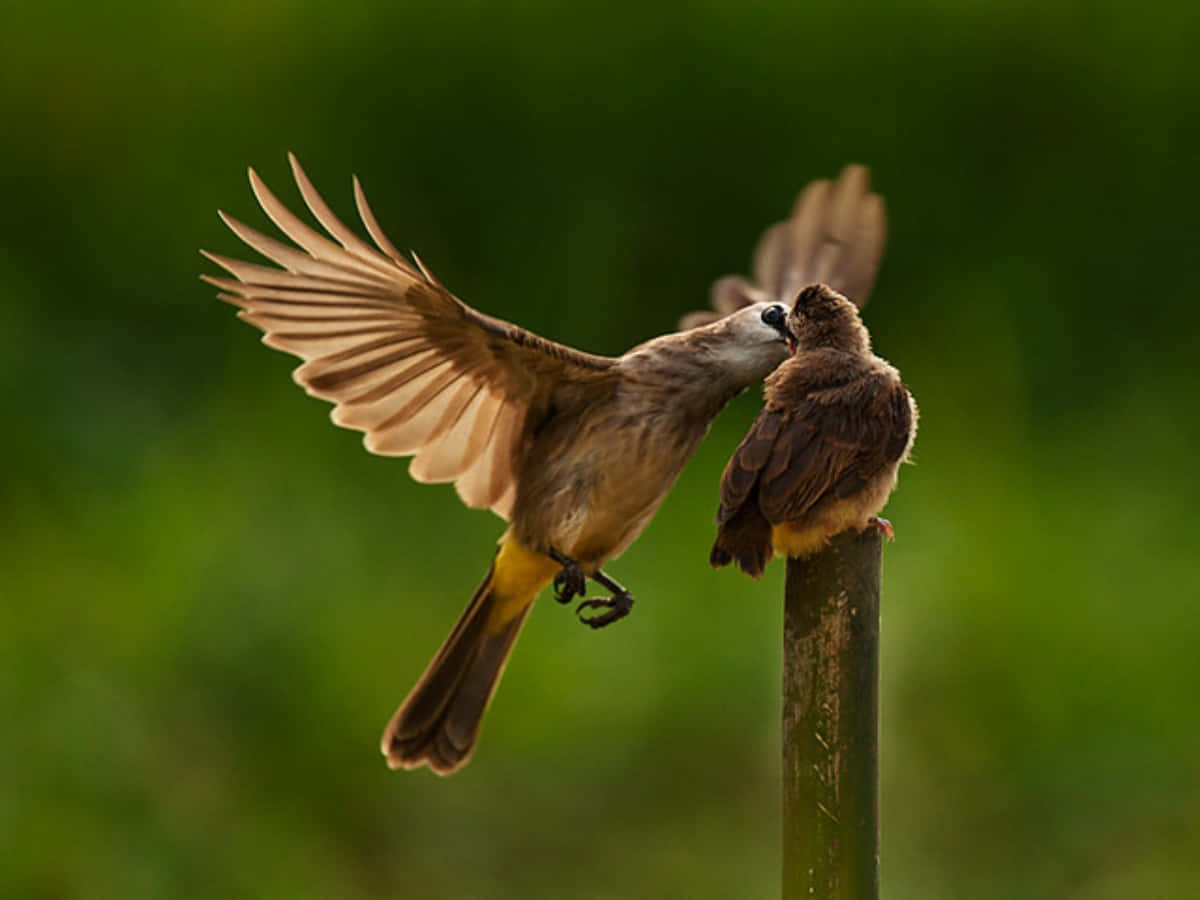 Imagende Un Pájaro Madre De Bulbul Ventilado Amarillo