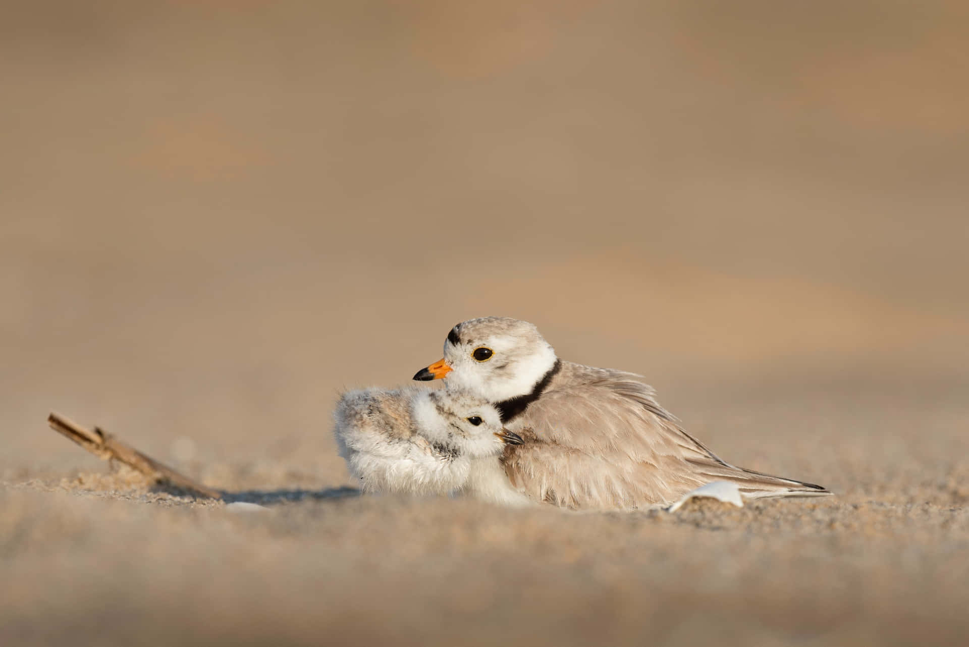 Plover Mother Bird Picture