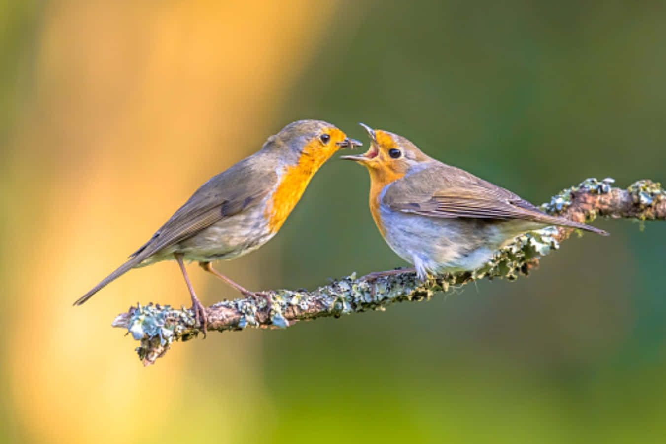 Imagende Un Bebé Pájaro Robin Junto A Su Madre.