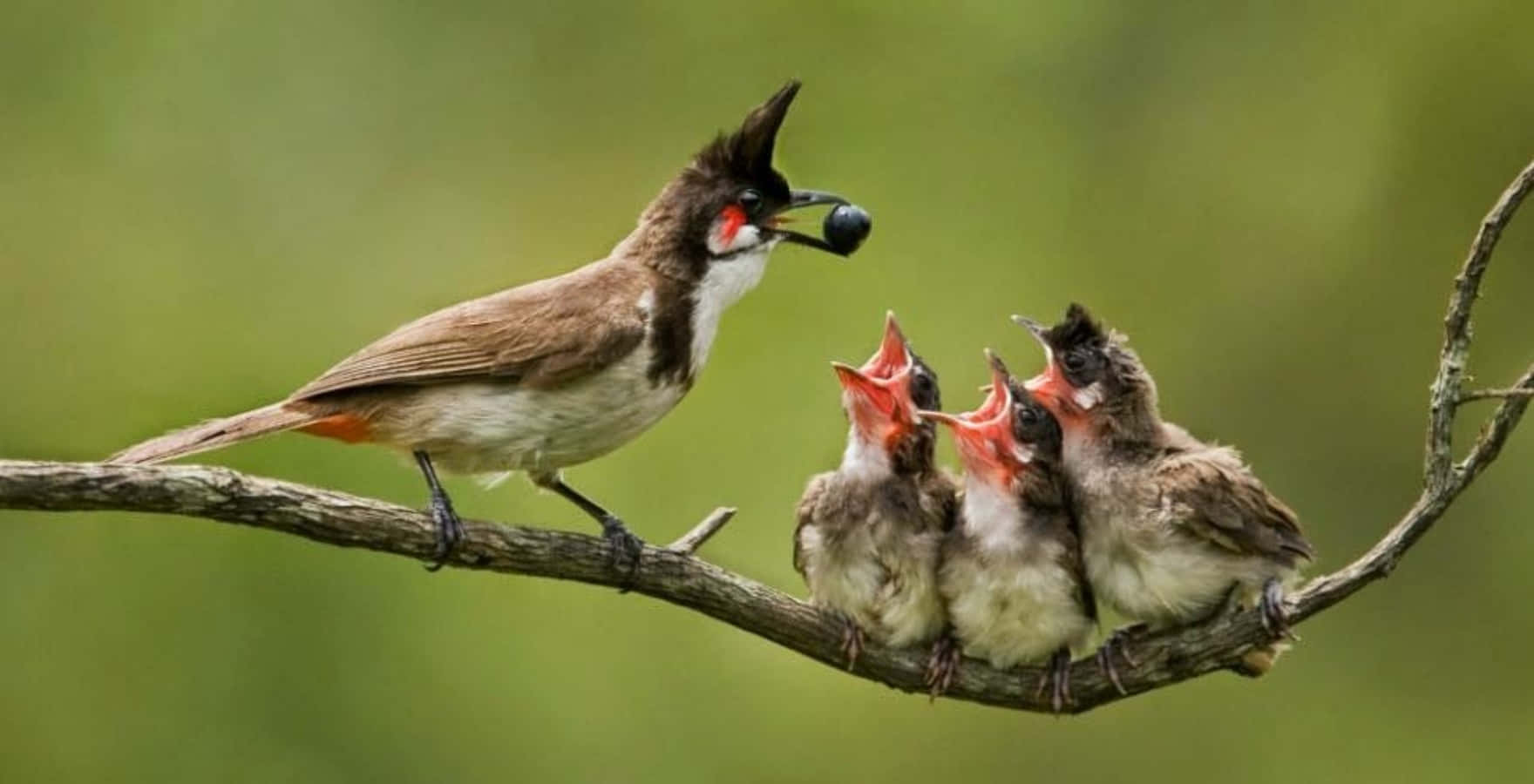 Red Whiskered Bulbul Mother Bird Picture