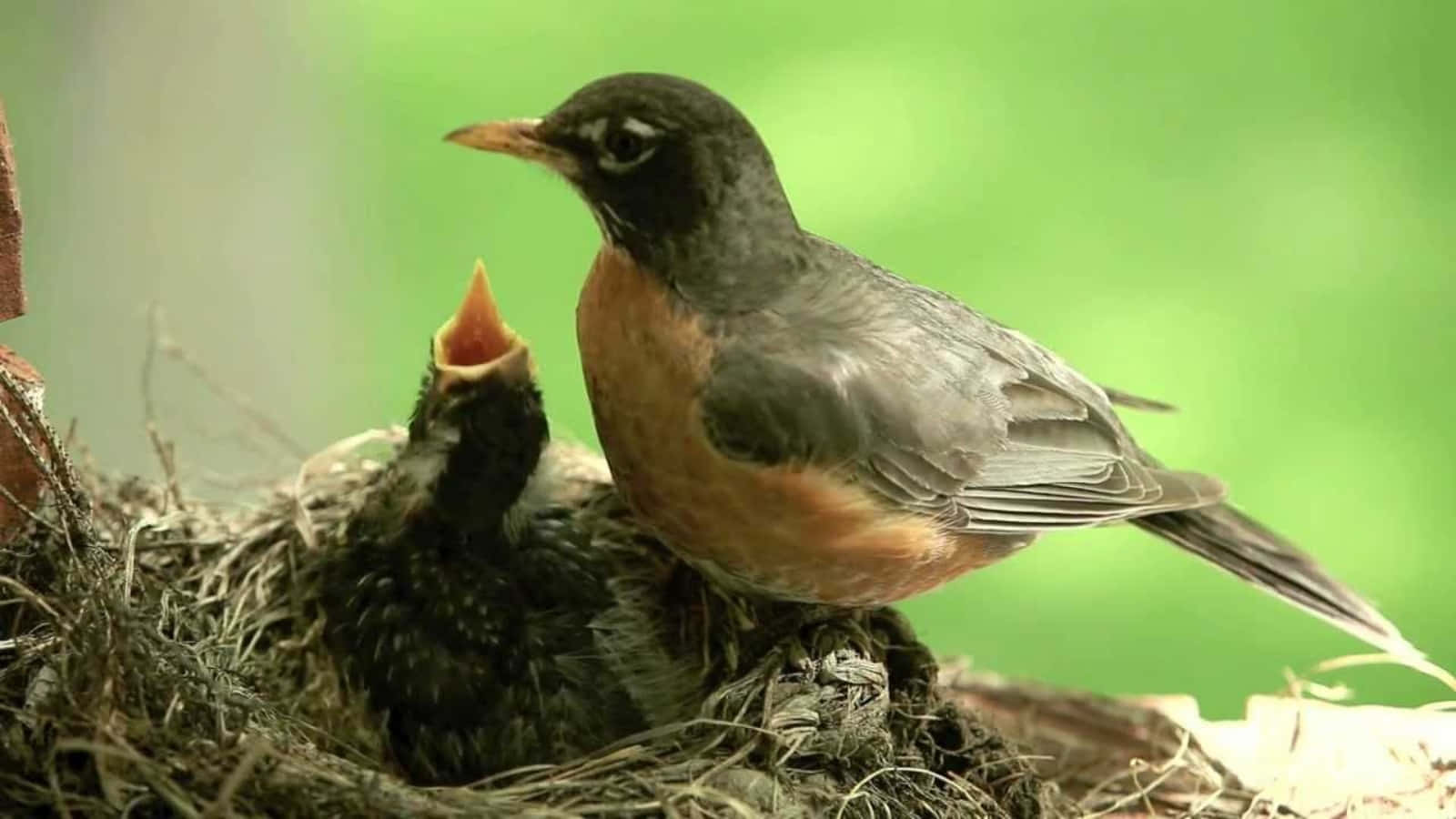 Tenerimomenti Tra Una Madre Uccello E Il Suo Piccolo Appena Nato