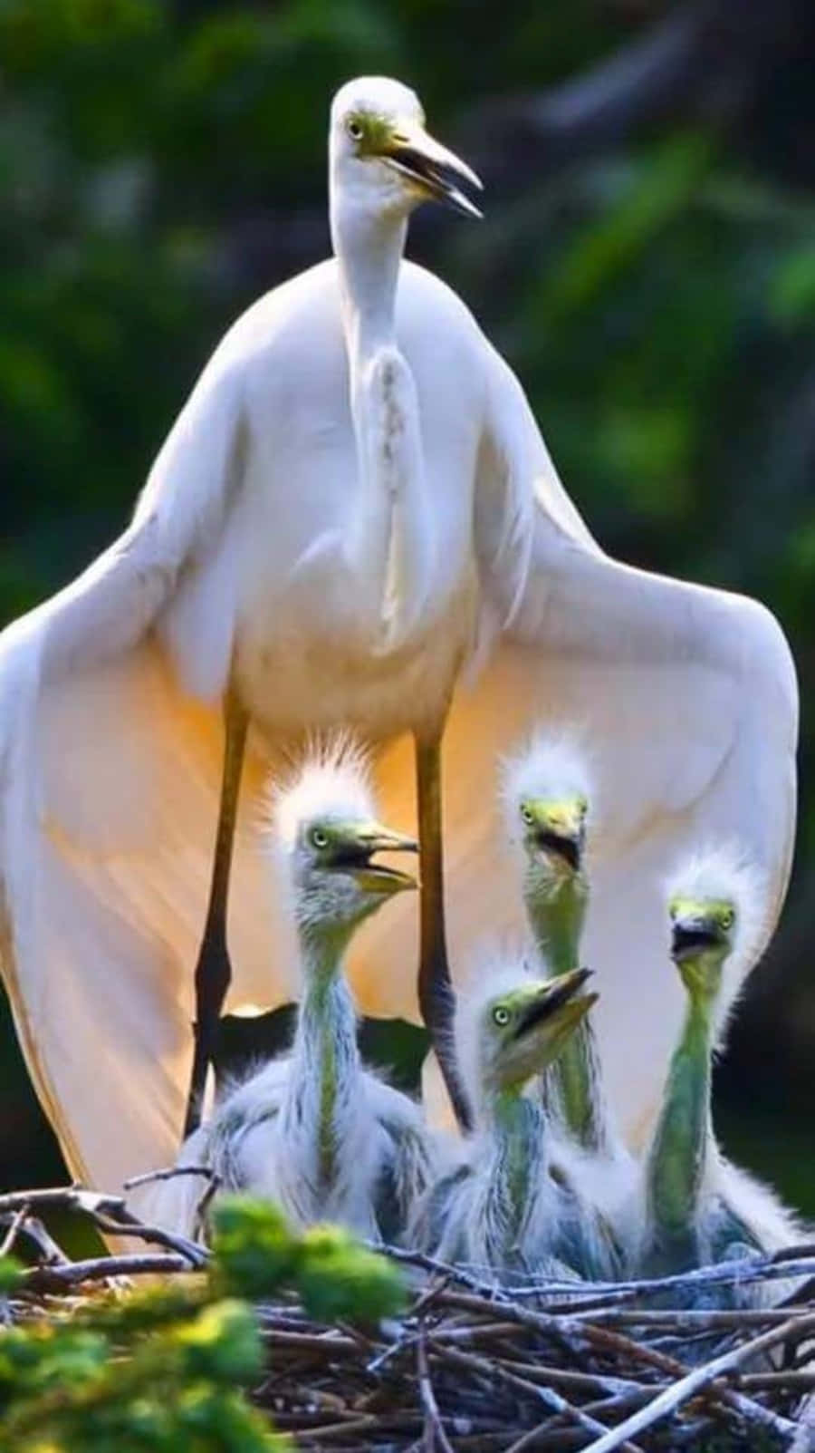 Great Egret Mother Bird Picture
