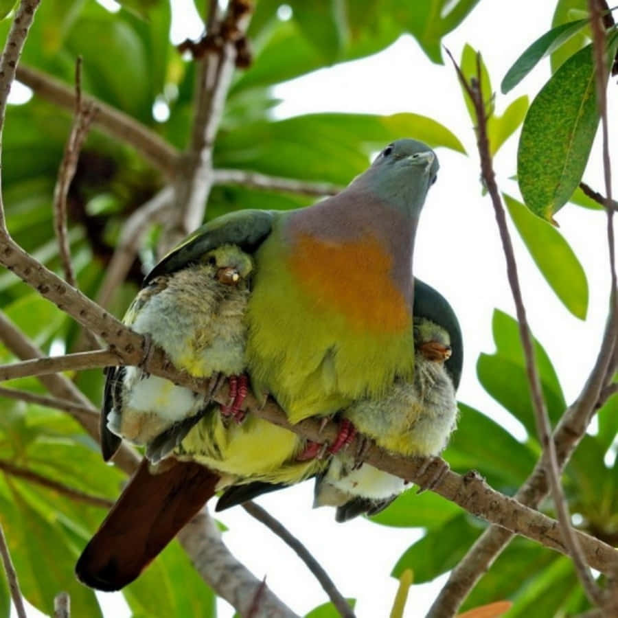 Pigeon Mother Bird Picture