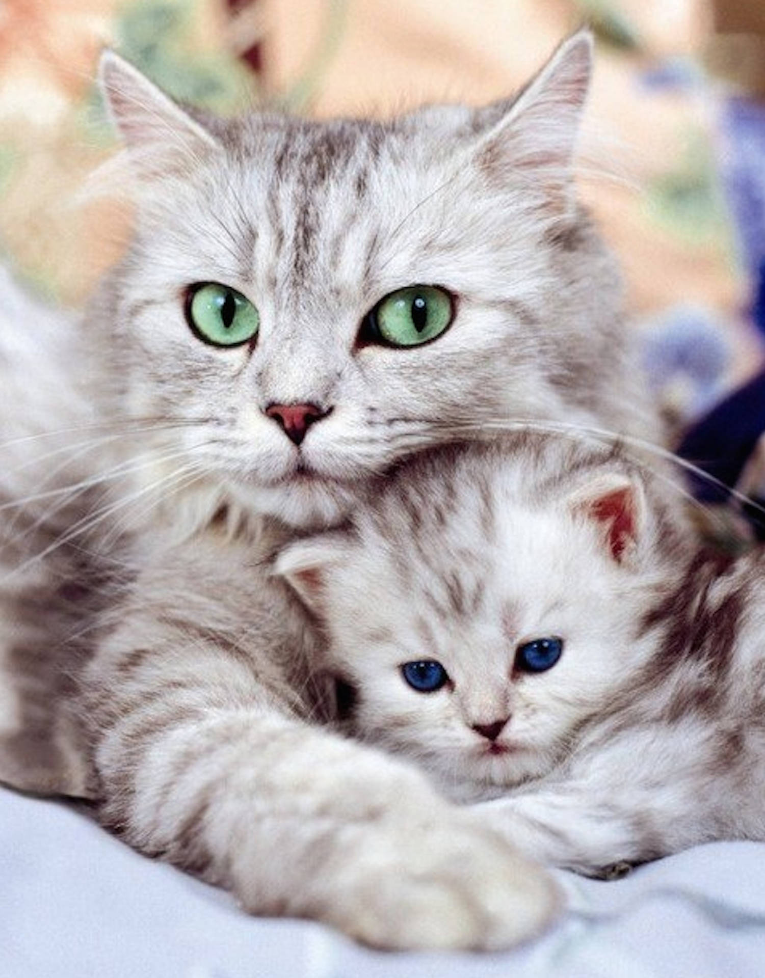 Mother Cat Embracing Kitten Wallpaper