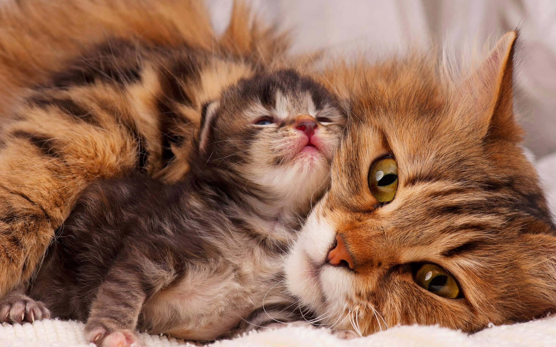 Mother Cat Snuggling With Cute Kitten Wallpaper