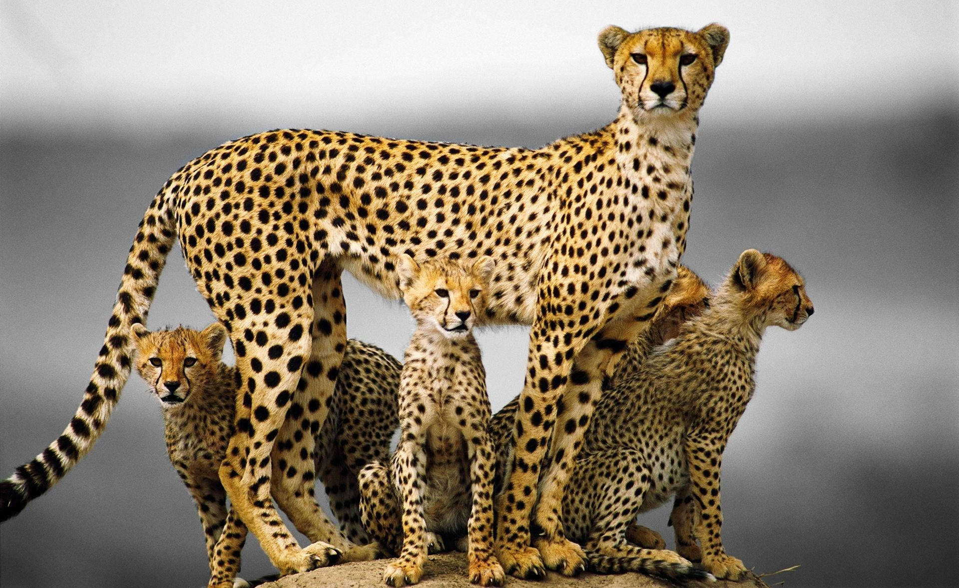 Mother Cheetah With Cubs Wallpaper