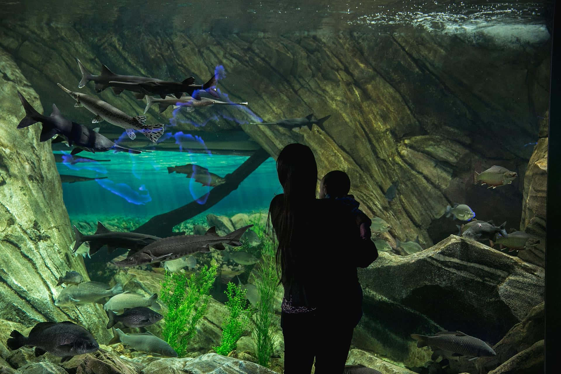 Mother Child Aquarium Visit Wallpaper
