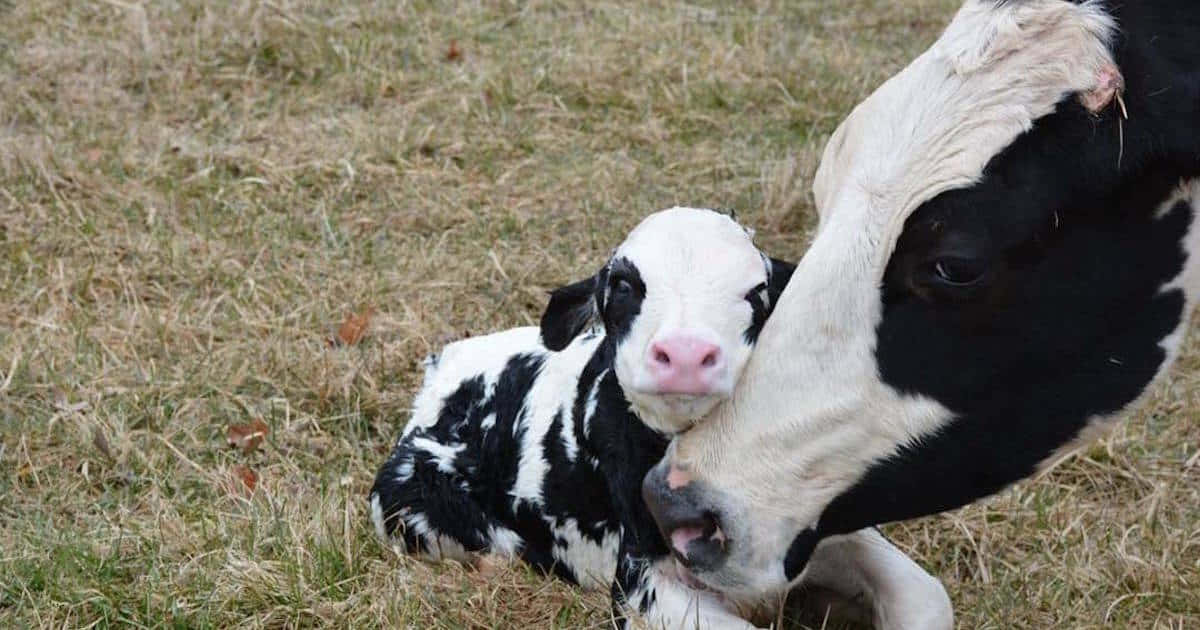 Mother Cowand Newborn Calf Affection Wallpaper
