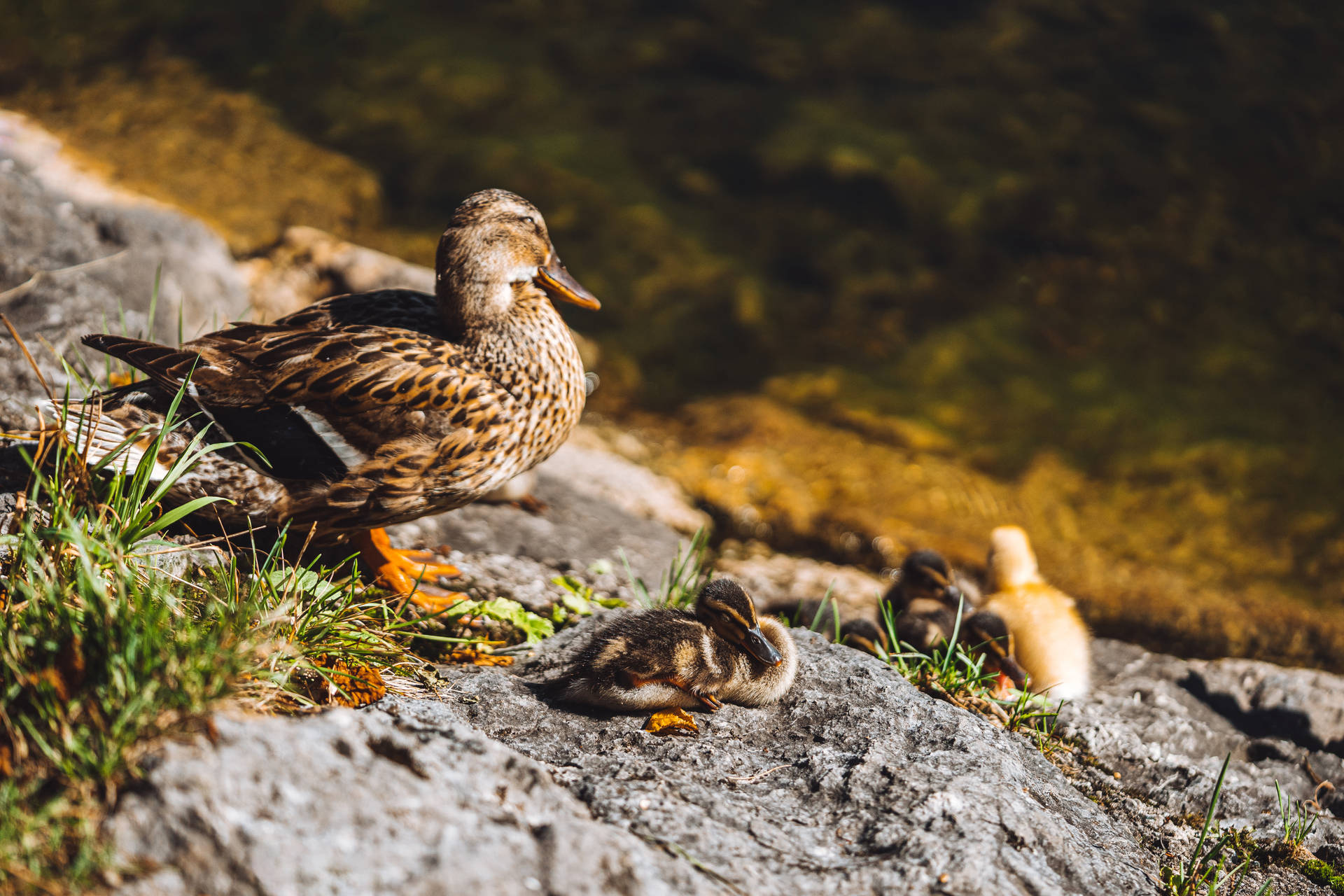 Mother Duck And Ducklings Wild Animals Wallpaper