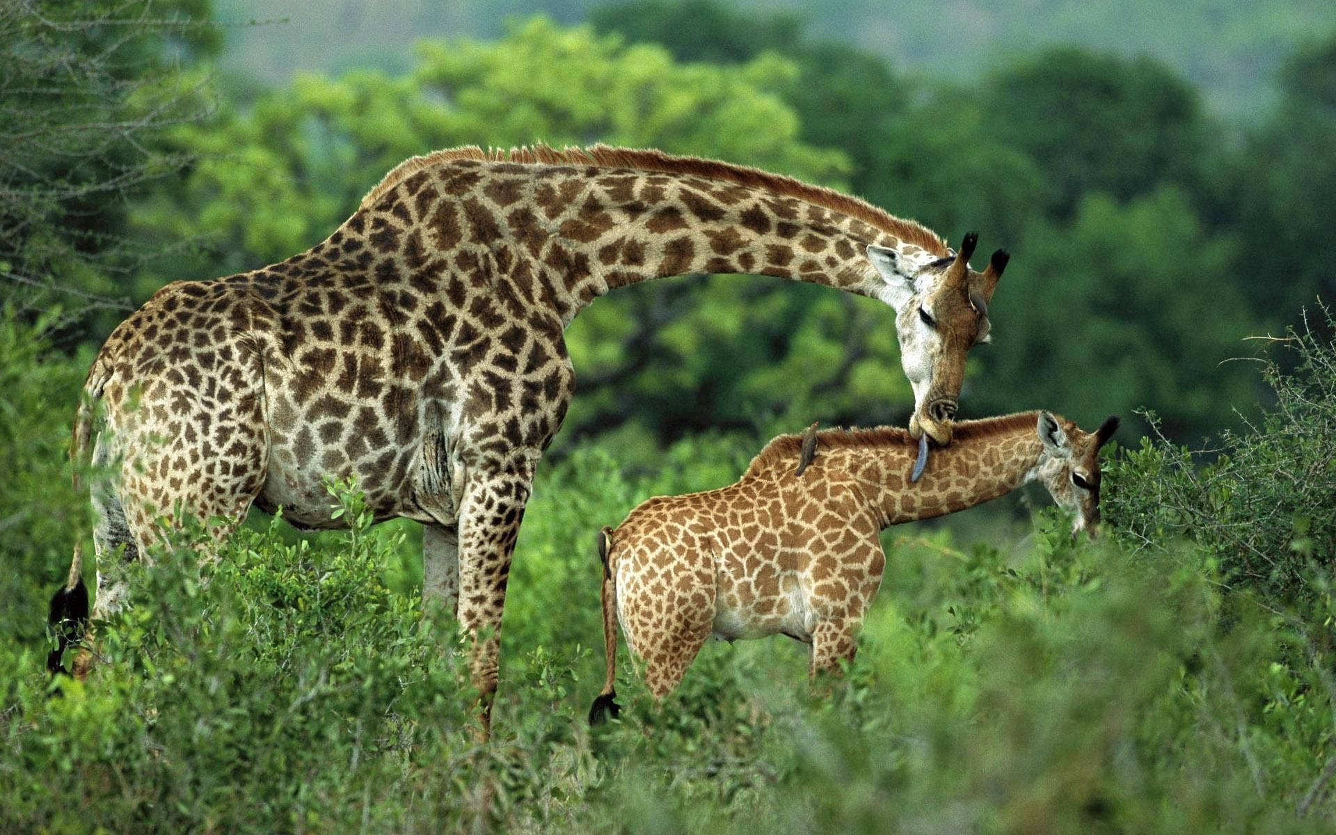 Mother Giraffe Wandering in Wild with Her Cub Wallpaper