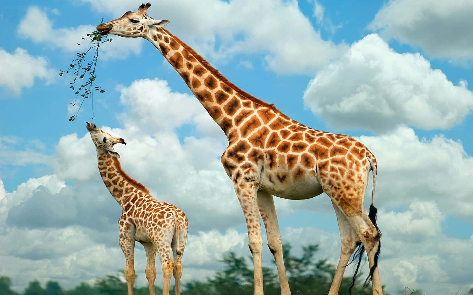 Lamadre Giraffa Nutre Un Giraffino Carino. Sfondo