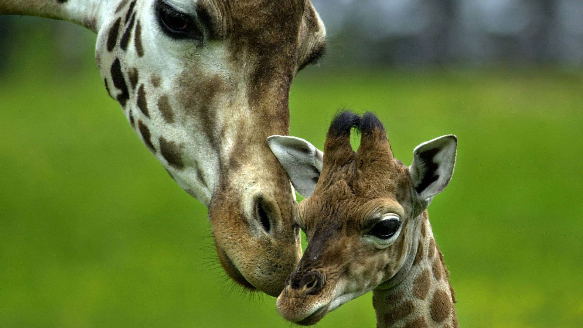 Mother Giraffe Giving Care