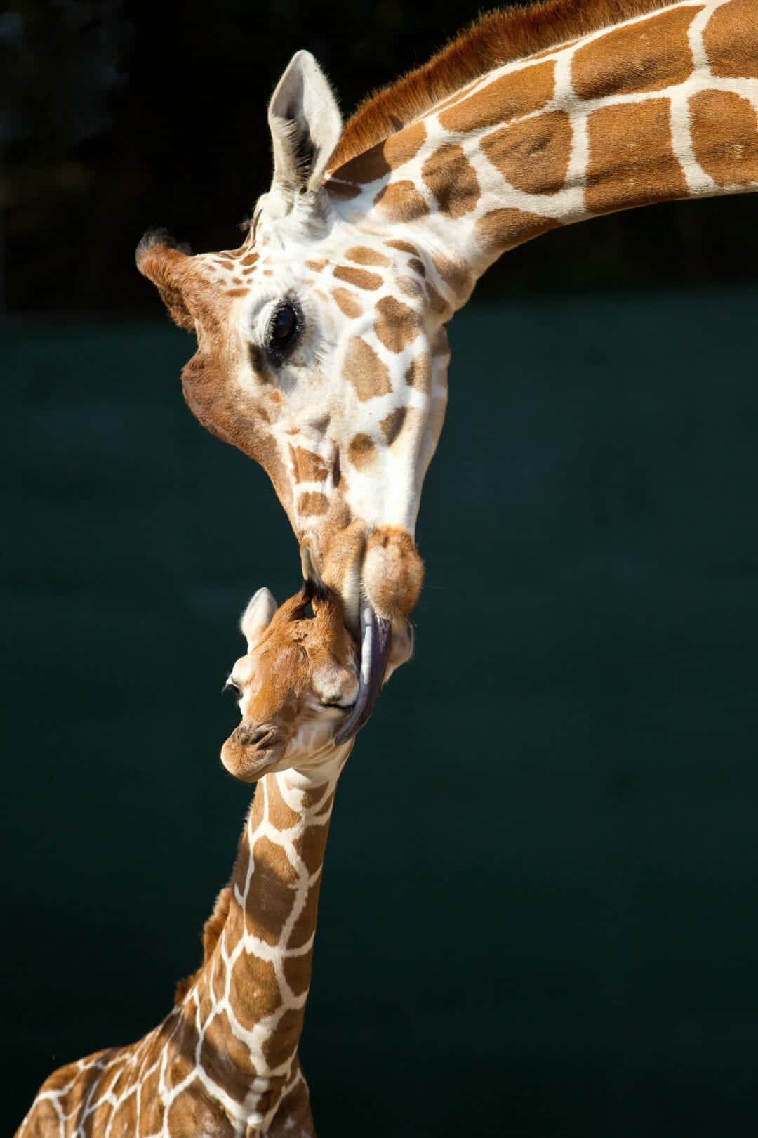 Mother Giraffe Grooms Cute Baby Giraffe Wallpaper