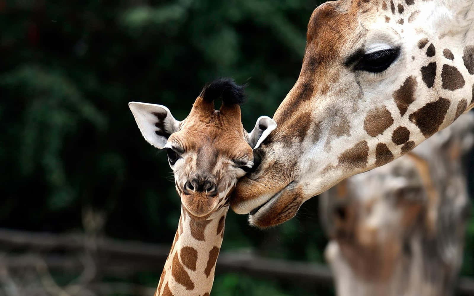 Muttergiraffe Kuschelt Liebevoll Mit Ihrem Süßen Jungen Giraffen Wallpaper