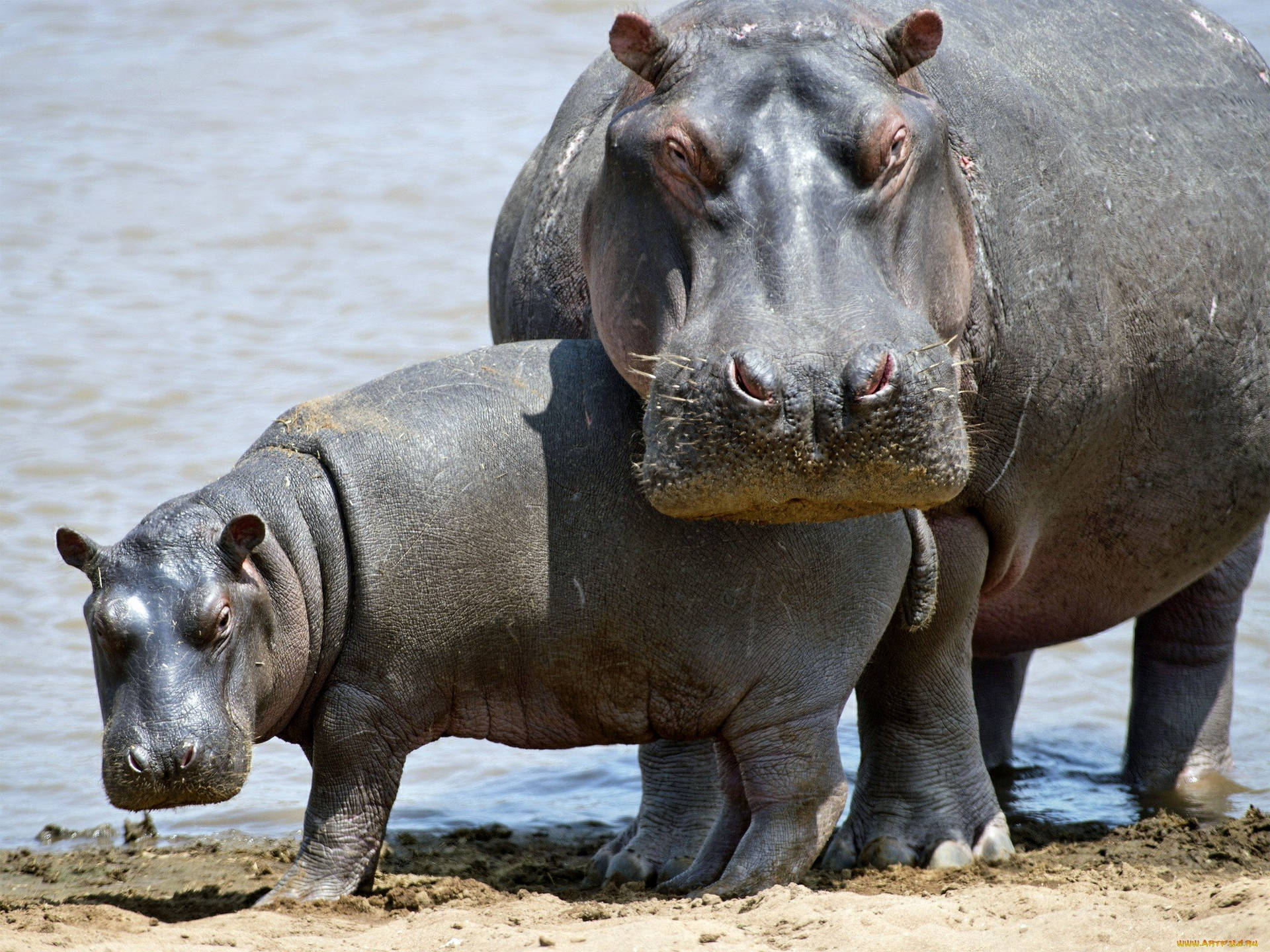Mother Hippopotamus Guarding Its Baby