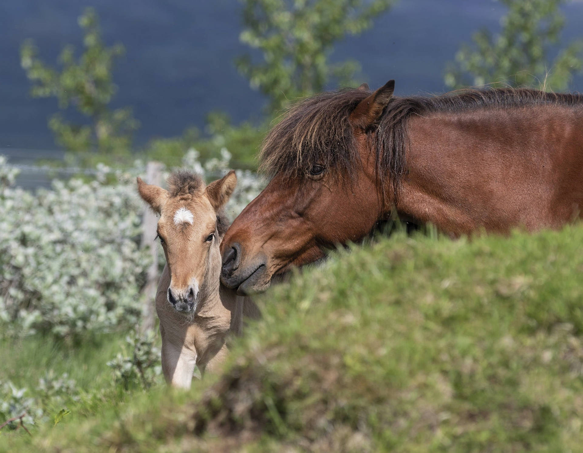 Mother Horse Kissing Baby Foal Wallpaper