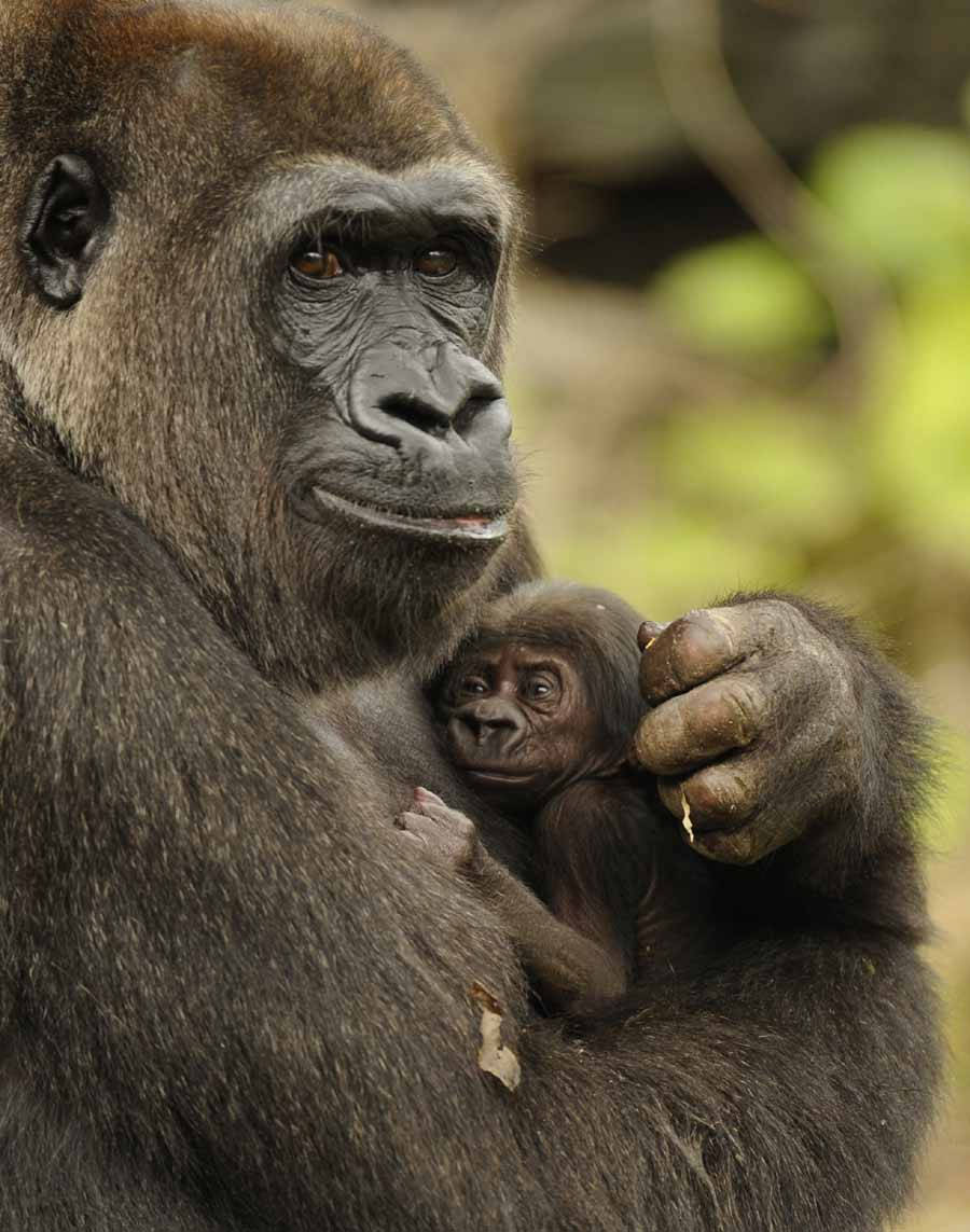 Mother Hugging Infant Gorilla Iphone Wallpaper