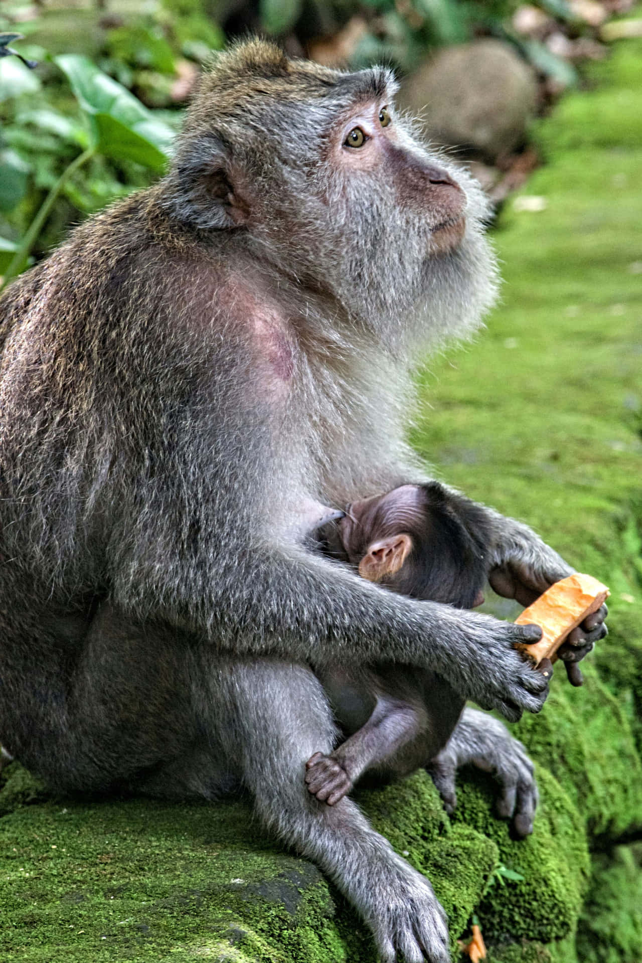 Mother_ Macaque_ With_ Infant Wallpaper