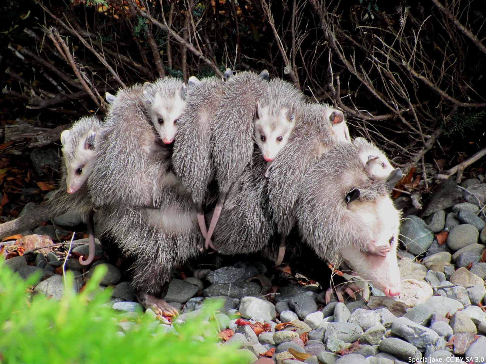 Ibu Opossum Membawa Bayi Di Punggung Wallpaper