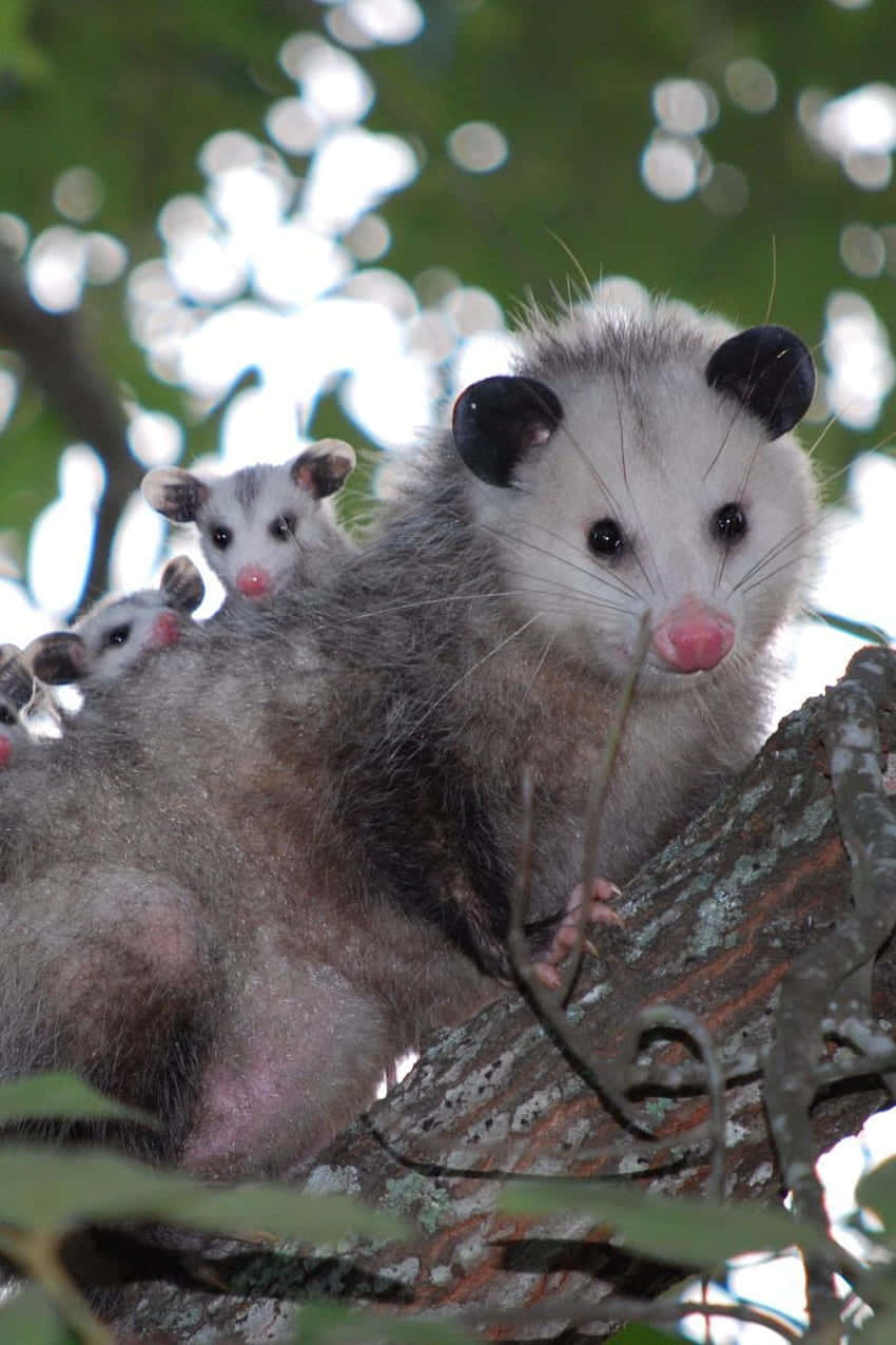 Mother_ Opossum_with_ Babies_in_ Tree.jpg Wallpaper