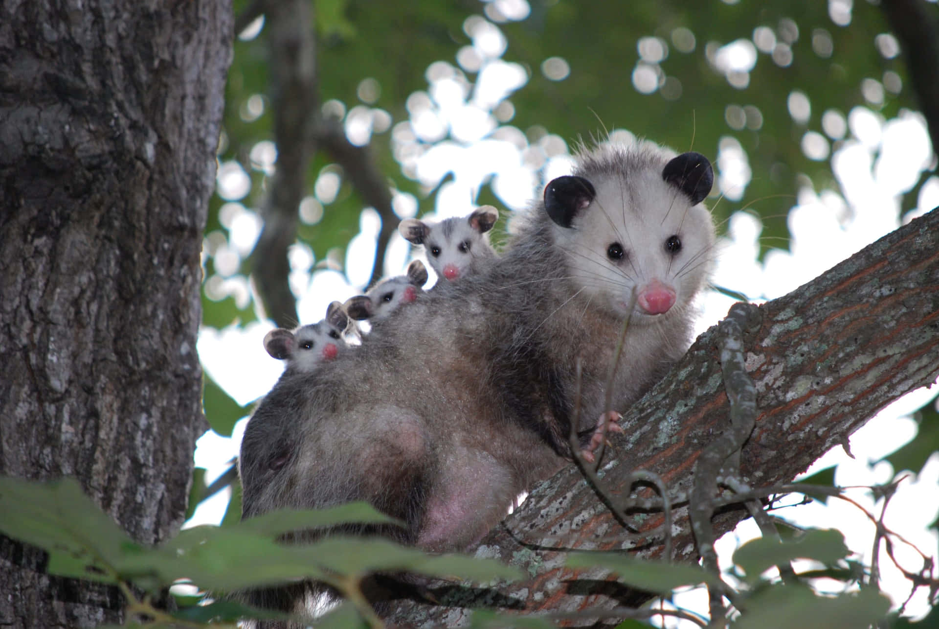 Mother_ Opossum_with_ Babies_in_ Tree Wallpaper