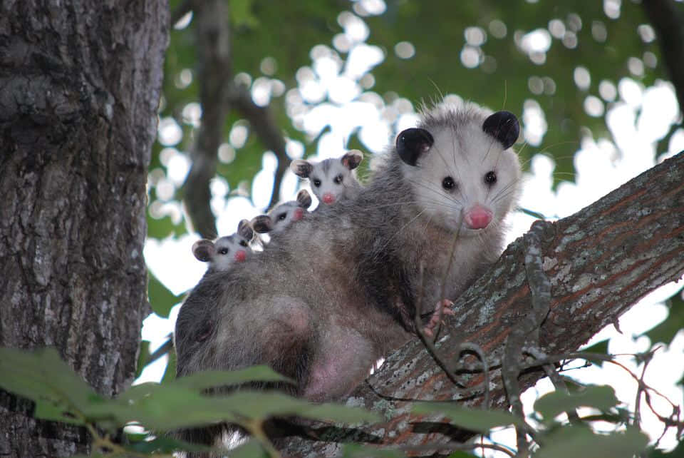 Mother_ Opossum_with_ Babies_on_ Back_ Tree_ Perch Wallpaper