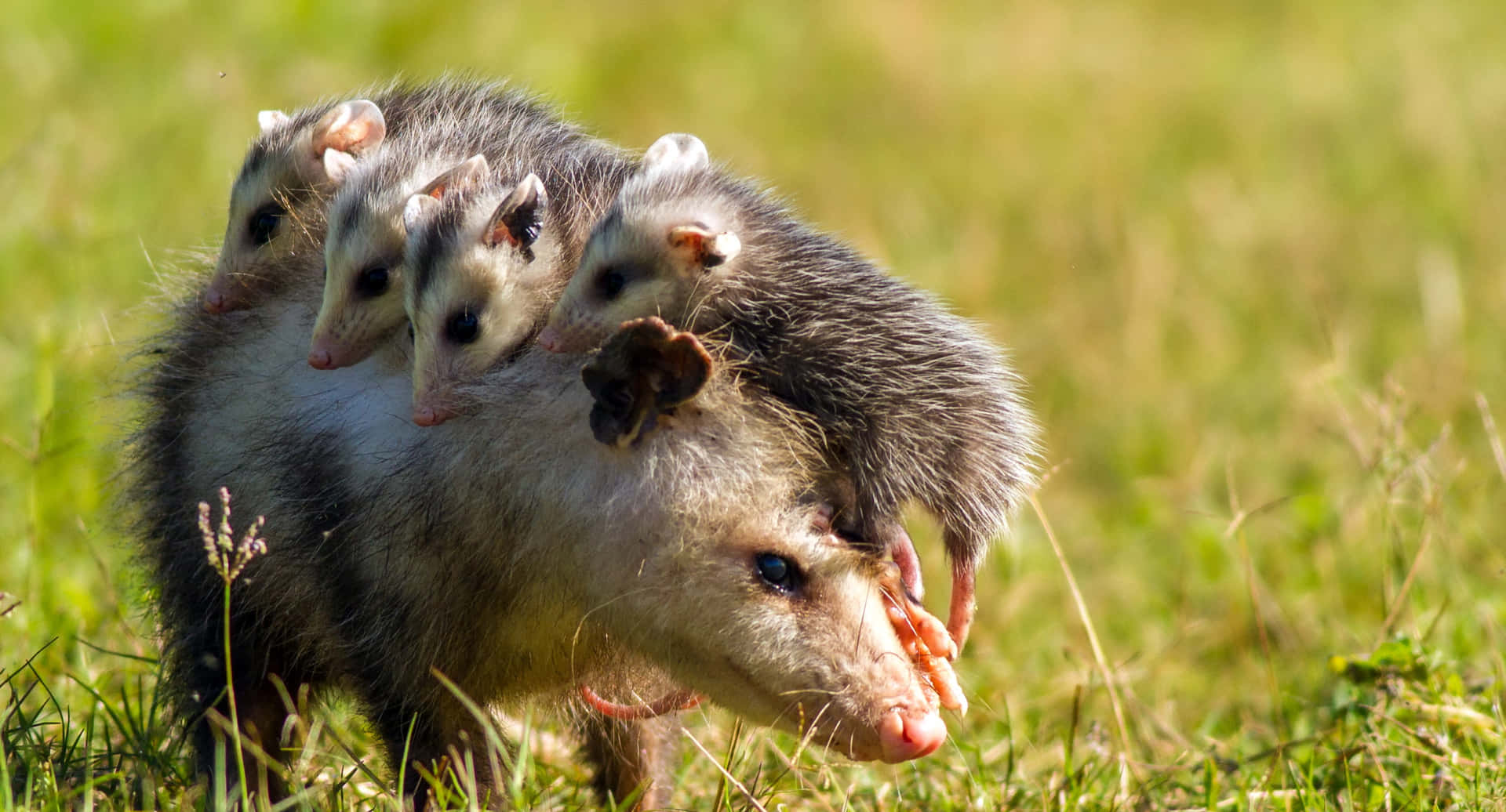 Mother_ Possum_with_ Joeys_ Riding_ Back Wallpaper