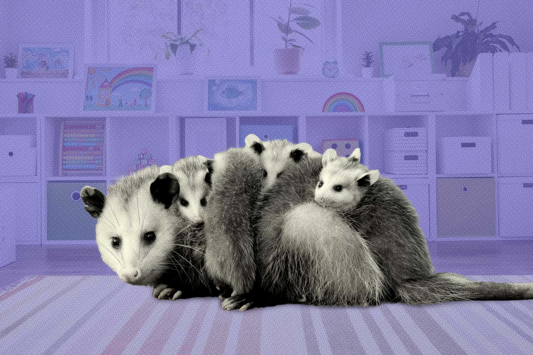 Mother Possumwith Babiesin Nursery Room Wallpaper