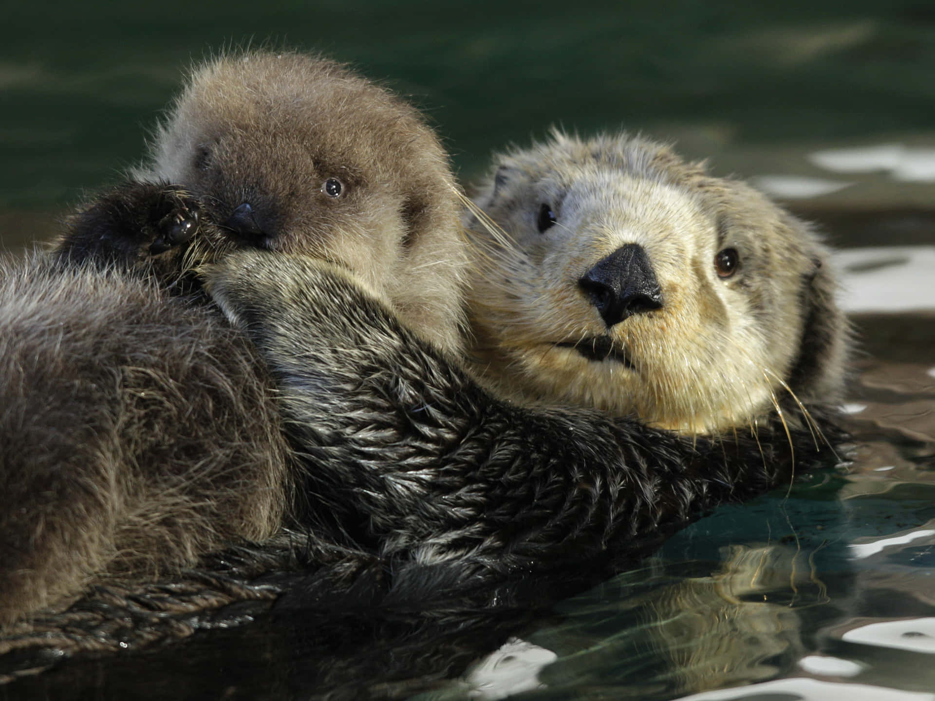 Mother Sea Otter With Pup Wallpaper