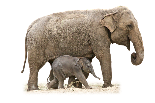 Motherand Baby Elephant Walking PNG