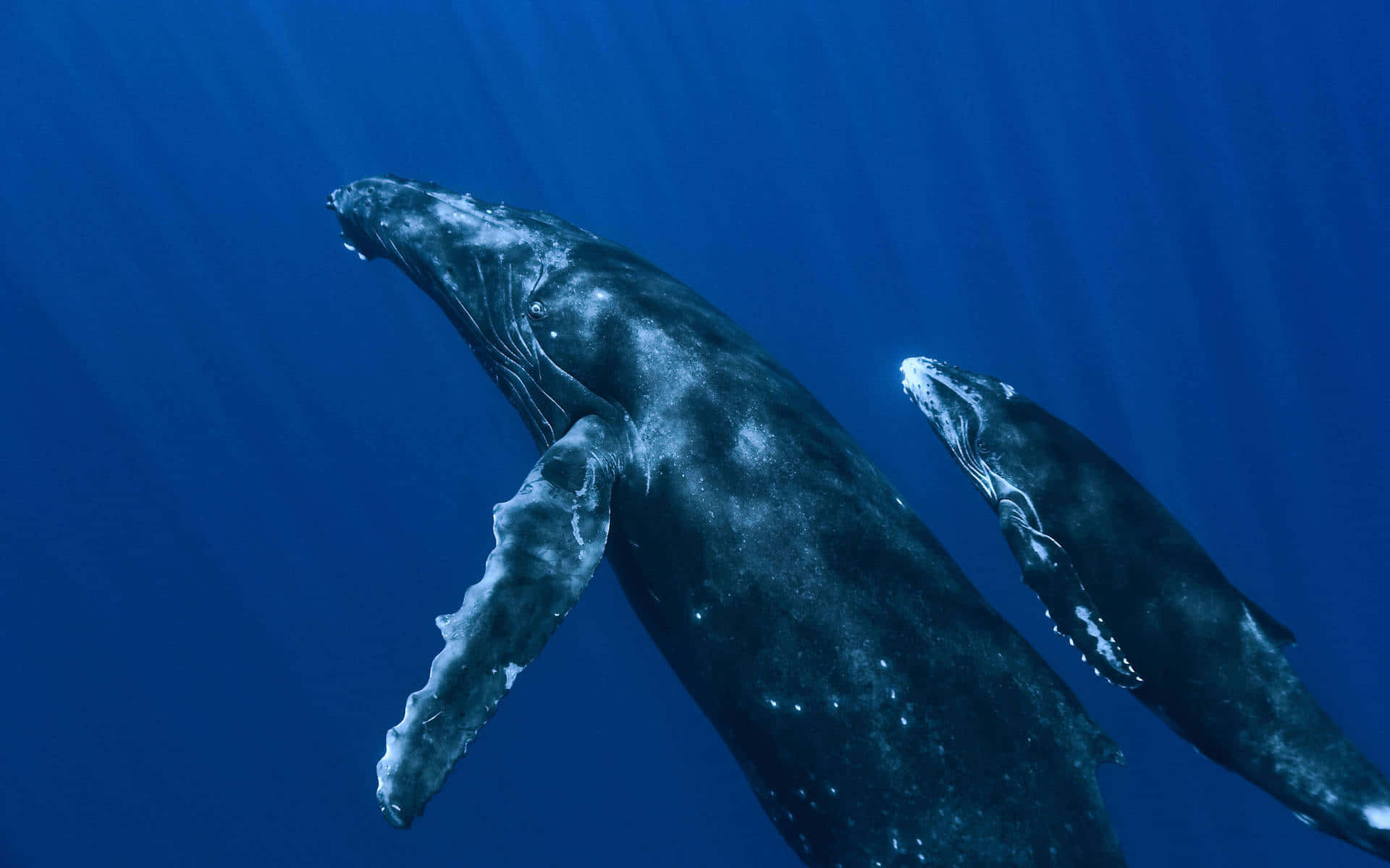 Motherand Calf Gray Whale Underwater Wallpaper