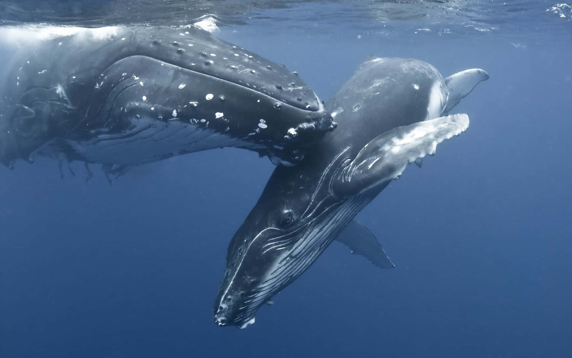 Motherand Calf Humpback Whales Wallpaper