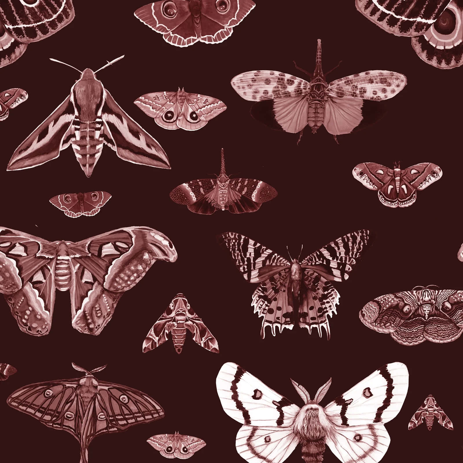 Moths_ Pattern_ Dark_ Aesthetic_ Background Wallpaper