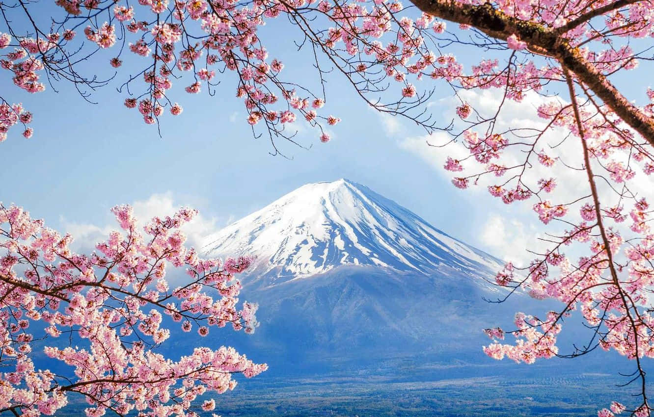 Mount_ Fuji_and_ Cherry_ Blossoms Wallpaper