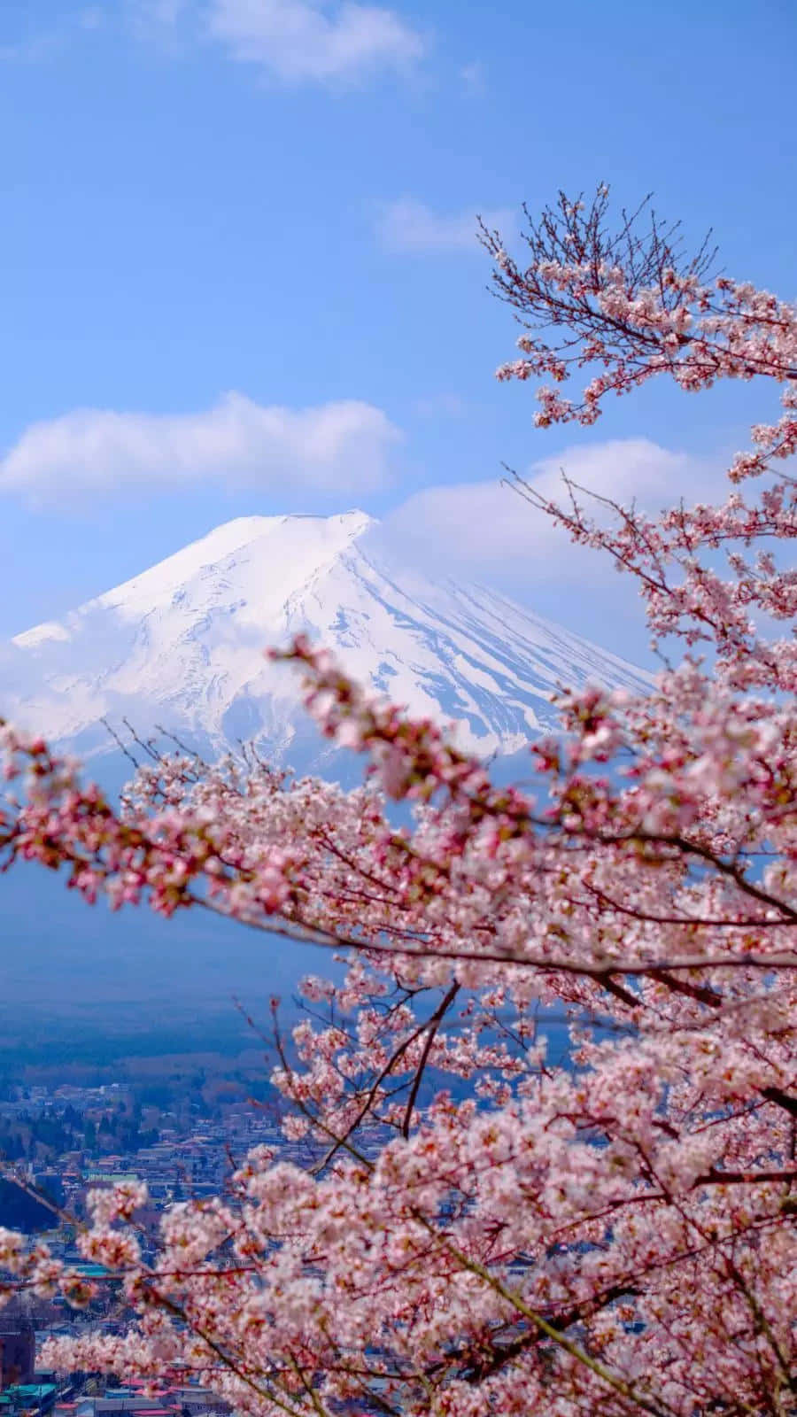 Mount_ Fuji_and_ Cherry_ Blossoms Wallpaper