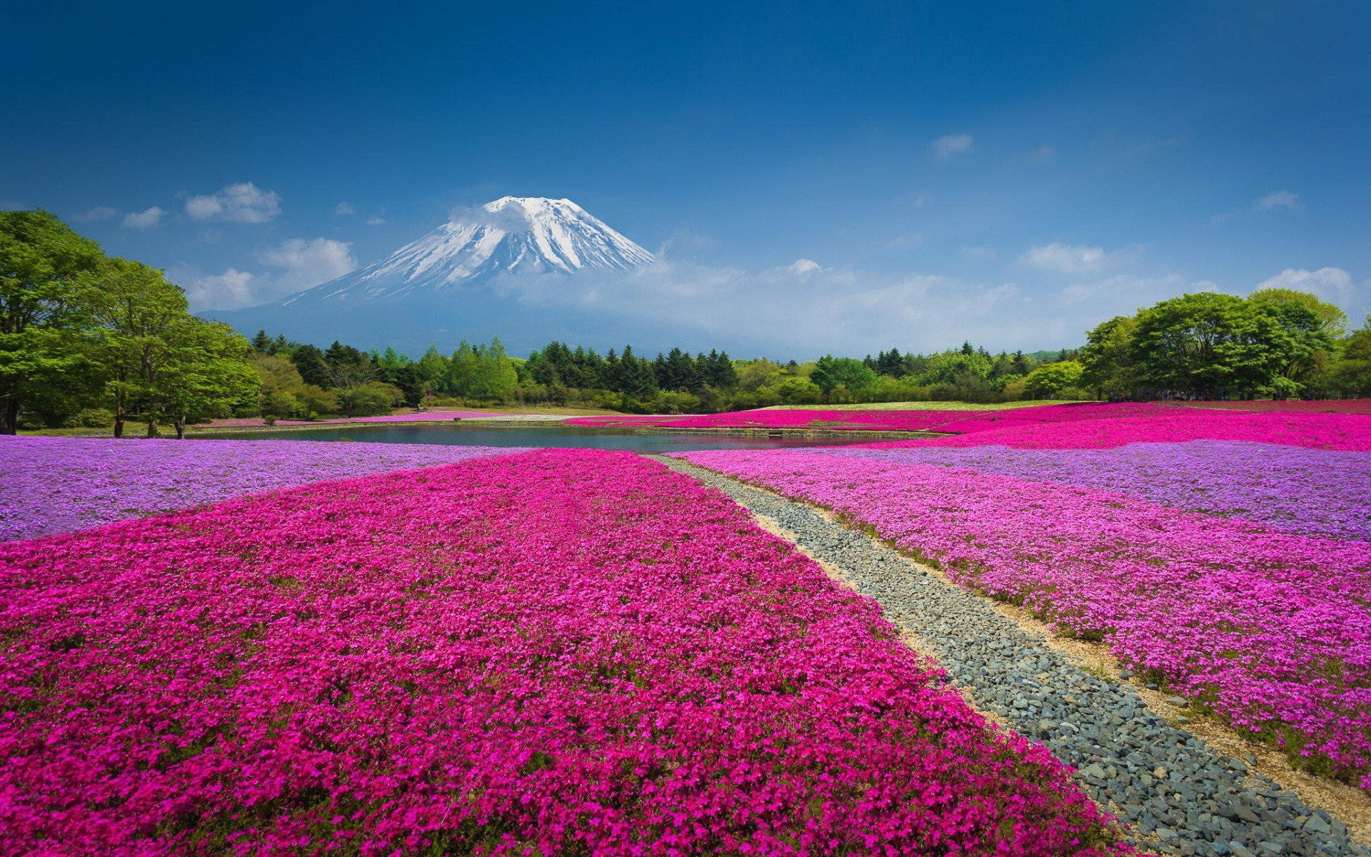 Monte Fuji E Campo Di Fiori Rosa Sfondo