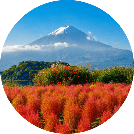 Mount Fuji Over Colorful Flowers PNG