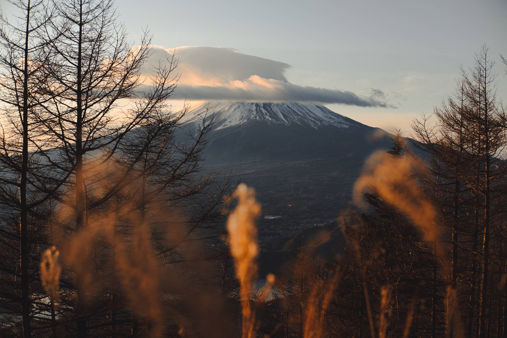 Blickauf Den Mount Fuji Im Wald Wallpaper