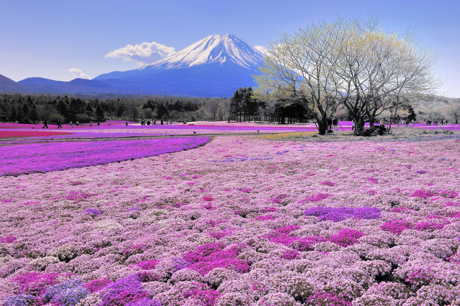 Mount Fuji med Snefulde Træer på en Stjerneklart Nat Wallpaper