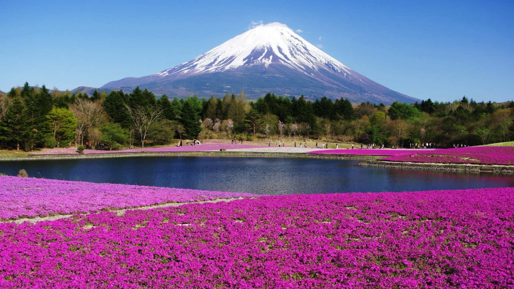 Mount Fuji With Spring Flowers On The Lake Picture
