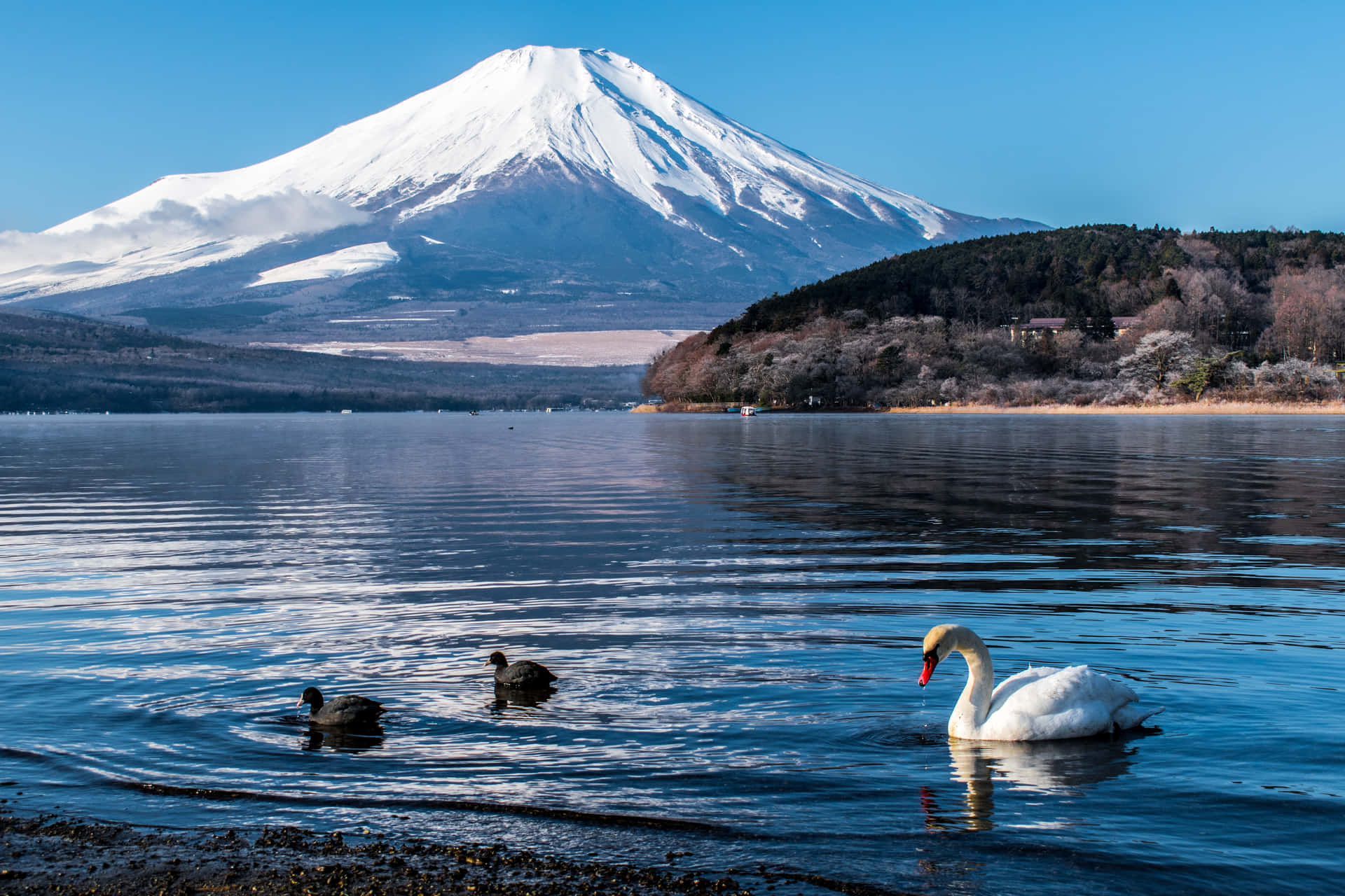 Mount Fuji med svane i Lake Yamanaka Wallpaper
