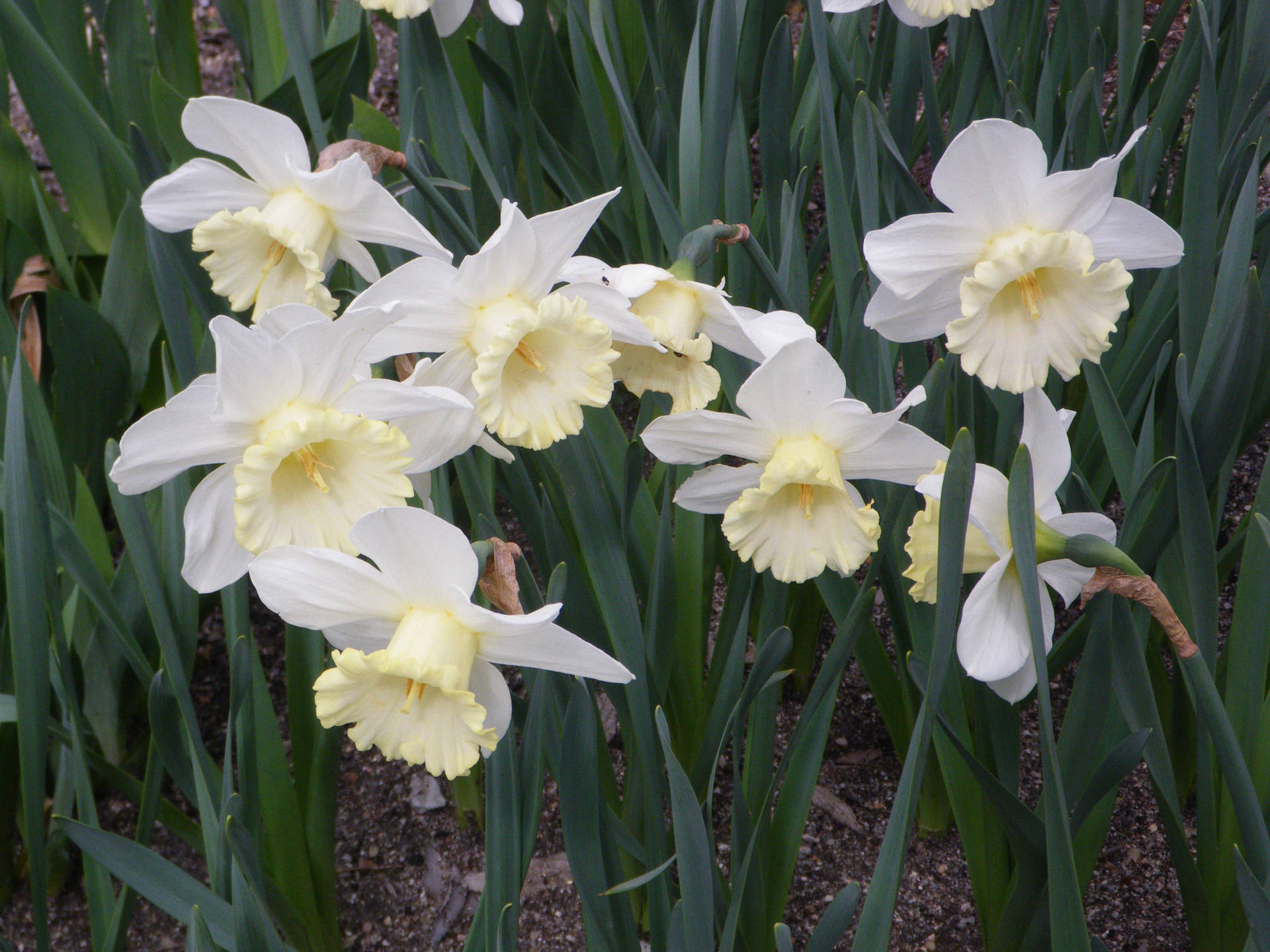 Mount Hood Narcissus Flowers