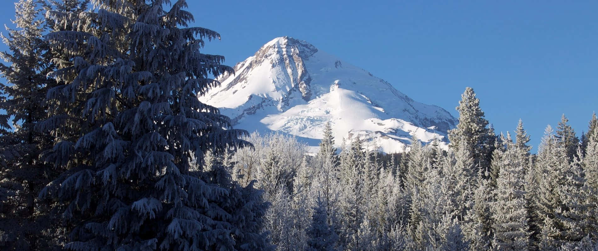 Albasul Monte Hood Nel Parco Nazionale